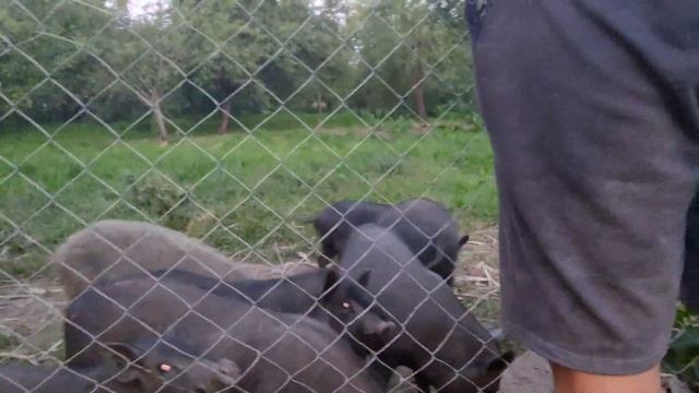 Поехали в приют взяли собаку, а также купили себе курей! смотреть онлайн