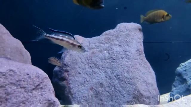 neolamprologus buescheri kachese смотреть онлайн