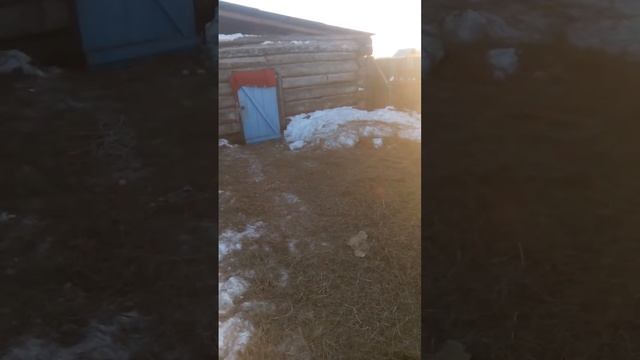 Гусь против козла смотреть онлайн