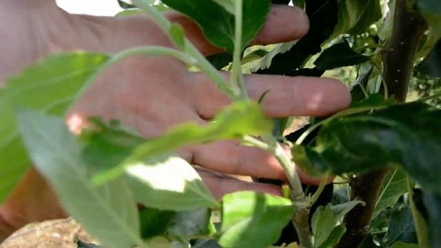 Літня обрізка дерев (зелені операції ) які дерева обрізав в цьому році смотреть онлайн