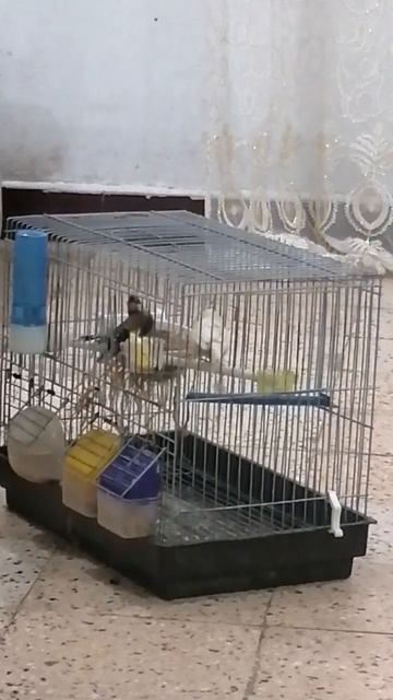مشاء الله смотреть онлайн