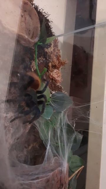 ORANGE TARANTULA 🕷 JUST ATE A ONE CRICKETS🦗 смотреть онлайн