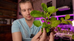 Как сформировать пышный куст петунии. Первая прищипка для лучшего цветения.