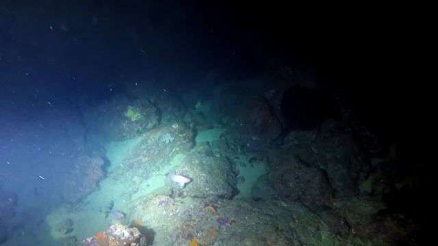 Sidemount Diving - Sting Ray Symphony смотреть онлайн