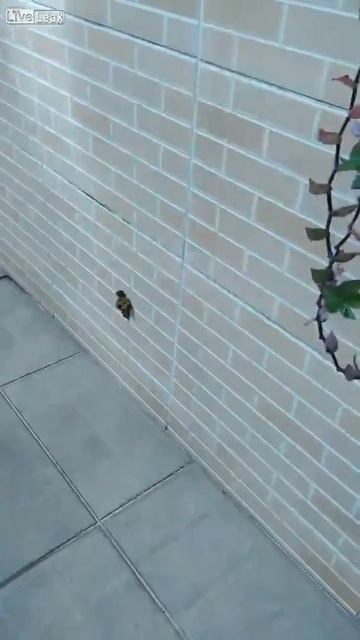 Собака-фокусник смотреть онлайн