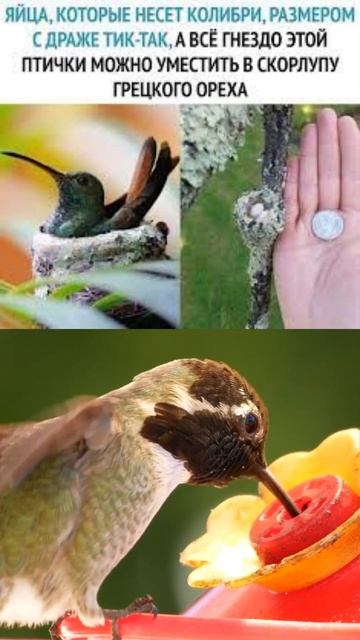 Факт о колибри смотреть онлайн
