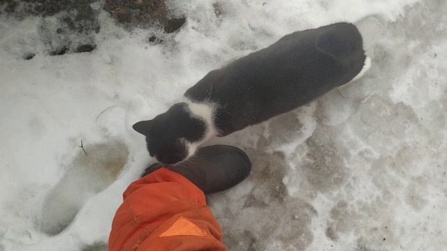 Кошка просится в окошко !!! смотреть онлайн