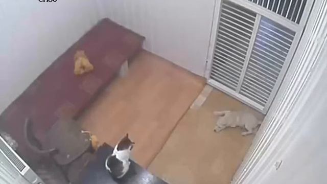 Очень удобная вещь в научной работе, которая основана на наблюдении. смотреть онлайн