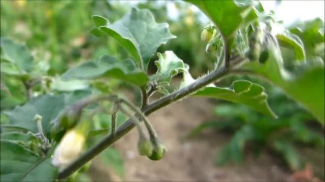 European Black Nightshade (Solanum Nigrum) - 2012-09-02 смотреть онлайн