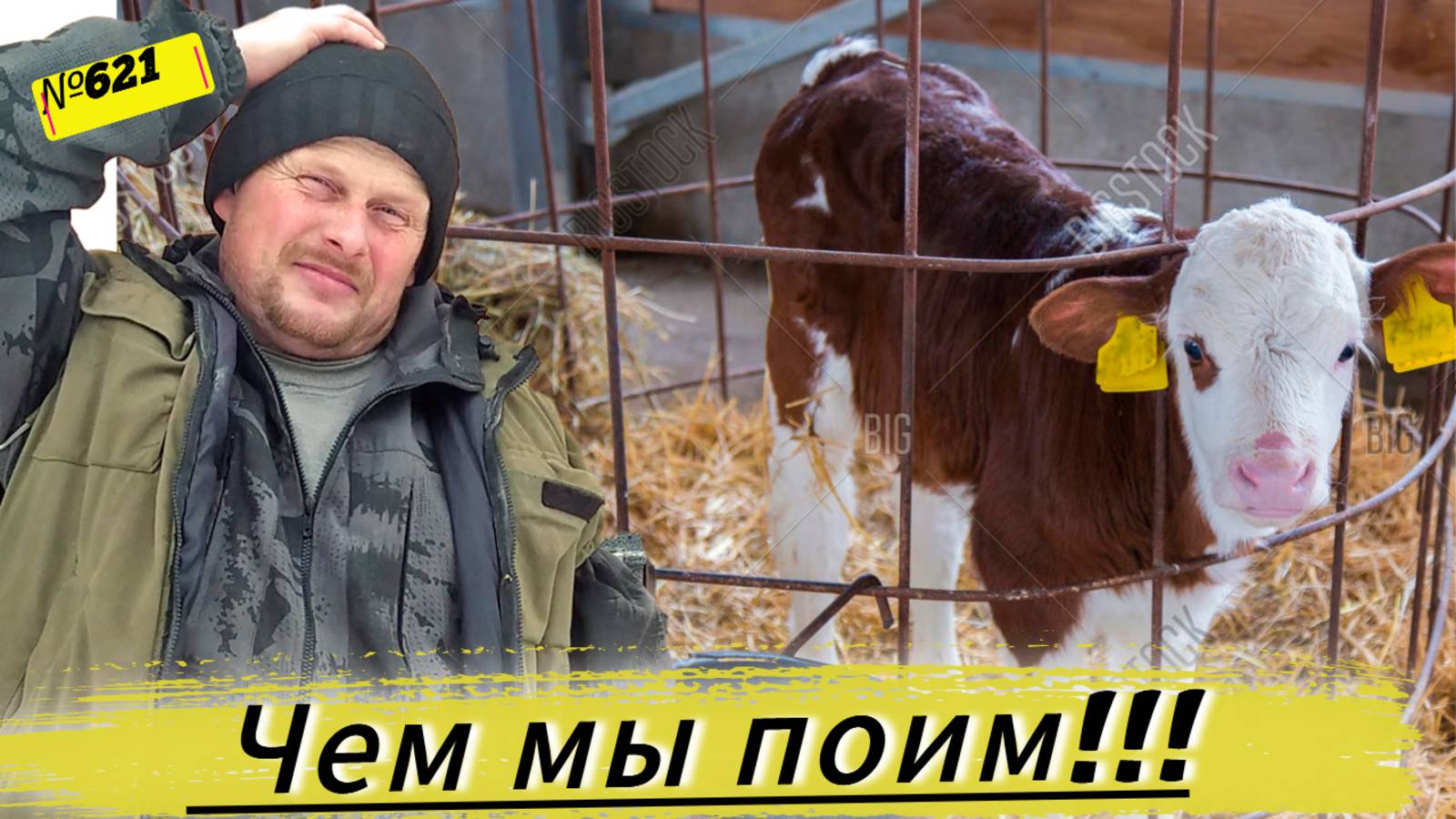 Чем мы выпаиваем маленьких телят. Поход в баню. Омск Москаленки жизнь в деревне. смотреть онлайн