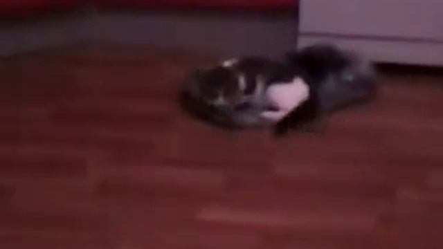 Борьба: Кот VS Пакет. смотреть онлайн