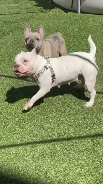 Micro Bully VS Frenchie 🥊 смотреть онлайн