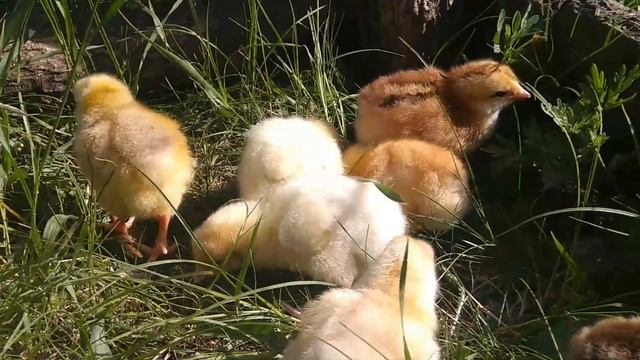 Маленькие курочки смотреть онлайн