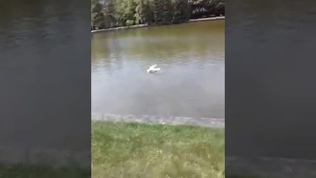 Страна Болгария город Сандански дорога от ручейка к пруду где утки 30 апреля 2018 год смотреть онлайн