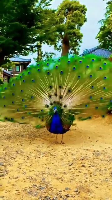 peacock in India ❤#trending смотреть онлайн