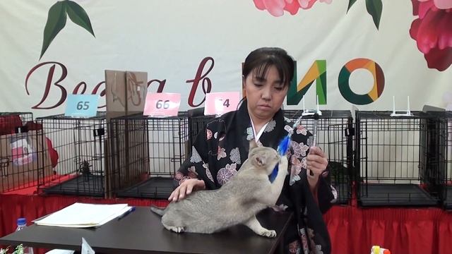 Singapura cat - Singa RUS Elmir (TICA show) смотреть онлайн