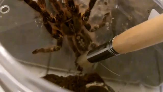 Rehousing My Female Poecilotheria rufilata смотреть онлайн