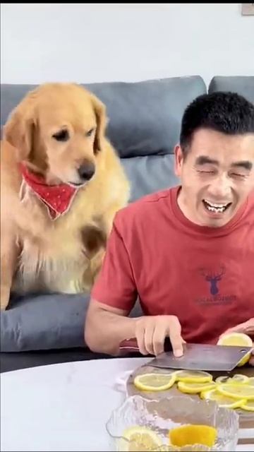 Собака и лимон/🤣#shorts смотреть онлайн