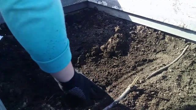 Посіяла помідори в парник на розсаду.Парник для розсади- тепла грядка смотреть онлайн