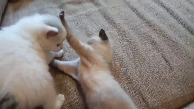 Котята играют смотреть онлайн