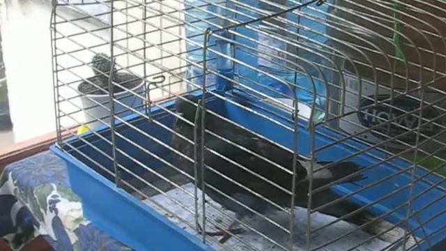 Голубь ( часть2) смотреть онлайн