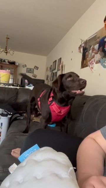 smelly elle wants Skitchers…..#funnyvideo #doglover #dog #puppy #smellyelle #dogsofinstagram ￼