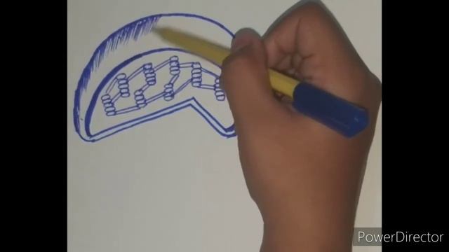 How to draw Chloroplast? | Plastids | Biology | Class 9th | Chapter#4 смотреть онлайн