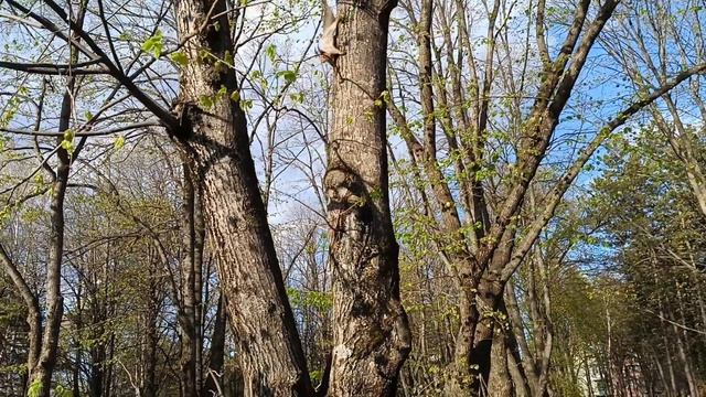 Ессентуки. Белочка в парке.