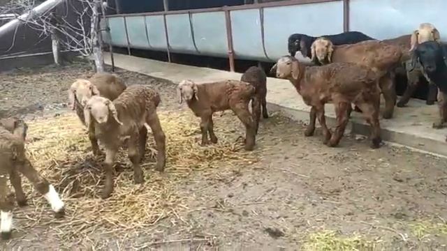 +996703116780 Арашан парода таза кандуу козулар 2021 март смотреть онлайн