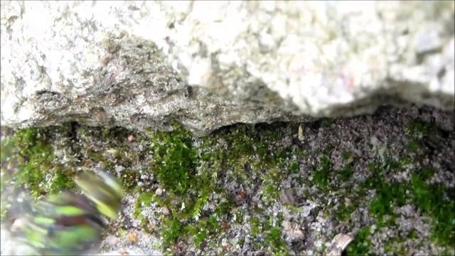 Blaugrüne Mosaiklibelle - Aeshna cyanea - laying eggs смотреть онлайн