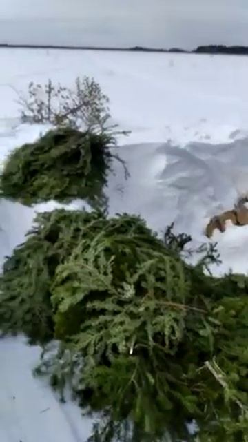 Маскировка гусиного станка. (Hut disguise.) смотреть онлайн