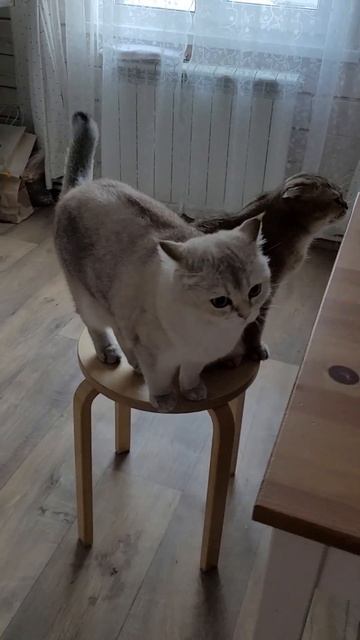 Голос мартовских котов зовёт смотреть онлайн