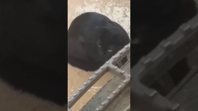 Как быстро найти кошку#способ#найти#кошка# смотреть онлайн