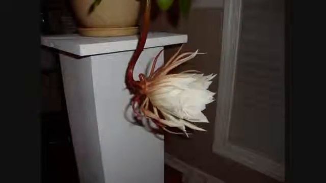 night blooming cereus time lapse смотреть онлайн
