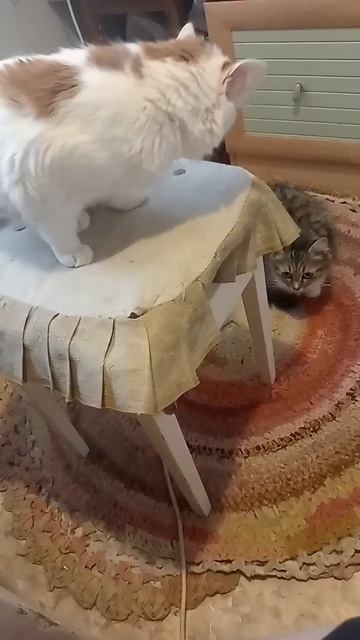 Этим звуком кошка зовёт котят! смотреть онлайн