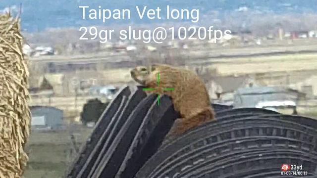 Taipan Vet long смотреть онлайн