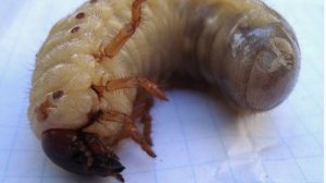 медведка, медведка личинка,