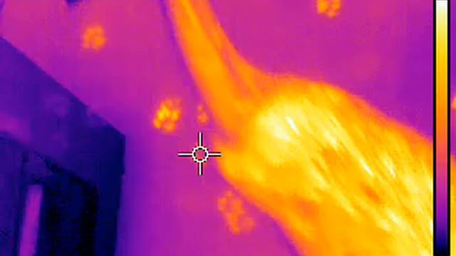 Kitty heat tracks with the IR camera смотреть онлайн