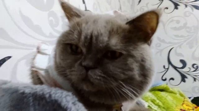 Лупита и её осенняя одежда. СШИЛИ САМИ КОФТОЧКУ И ПАНАМКУ! смотреть онлайн