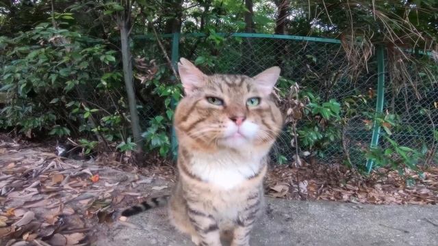 КОТ НОСОК |4K 60FPS|