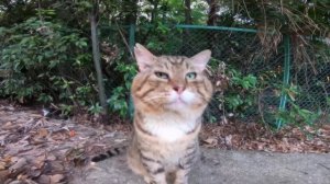 КОТ НОСОК |4K 60FPS|