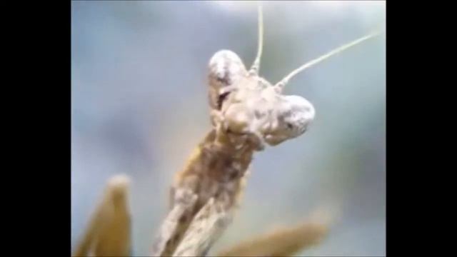 Animal Planet Vova film смотреть онлайн