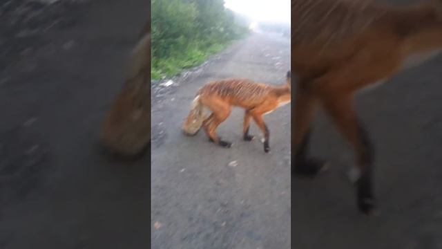 Лисица на дороге смотреть онлайн