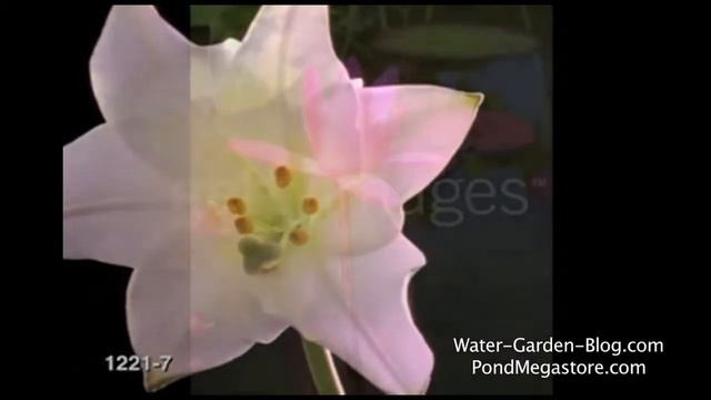 Pond Megastore Waterlilies and Lotus, water garden plants смотреть онлайн