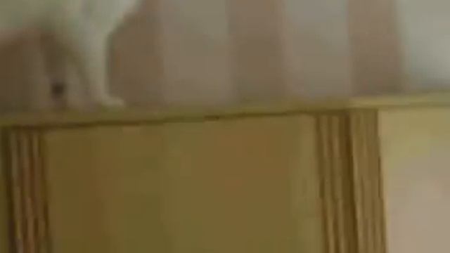 Илюша, кот Тихон, и его друг попугай Кеша. смотреть онлайн