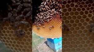 Трутовая и пчелиная ячейка