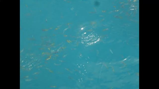 THM- Boat trip and diving at Koh Chang смотреть онлайн