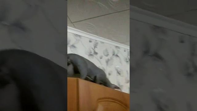 Parkour cat Ferhat/Паркур кота Ферхата😍🐈🔥😂#cats #animals #sphynx #приколы смотреть онлайн
