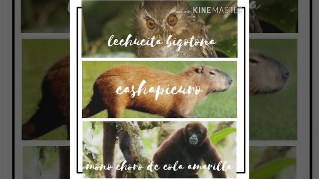 °° ECOSISTEMA VISTA ALEGRE-OMIA°° смотреть онлайн