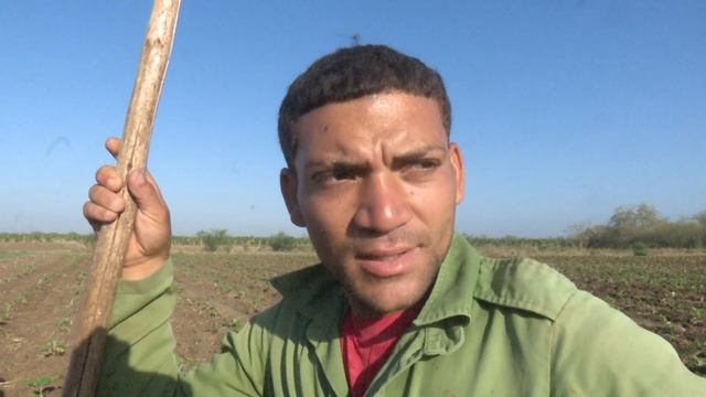 Llaman autoridades de Santiago de Cuba a potenciar siembra de plátanos смотреть онлайн